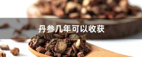 丹参种植几年才收获