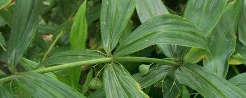 黄精种植几年可以收