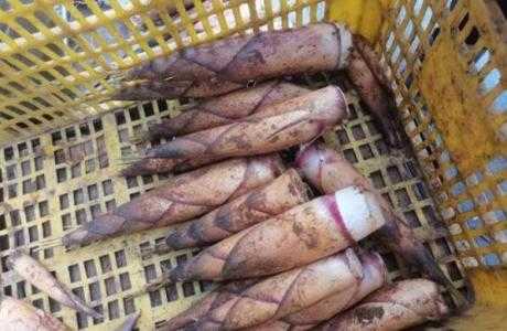 甜竹笋高产种植技术