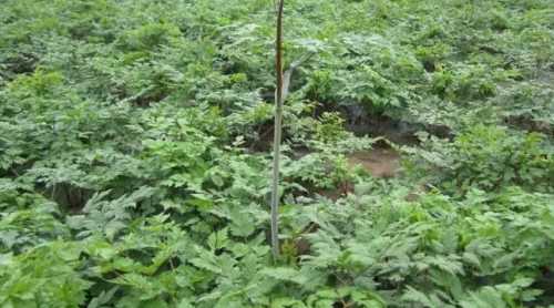 当归的种植方法和产地