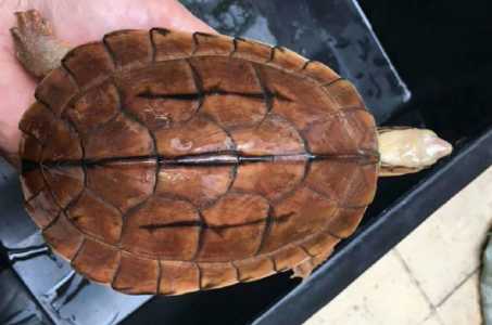 金钱龟能卖多少钱一只？