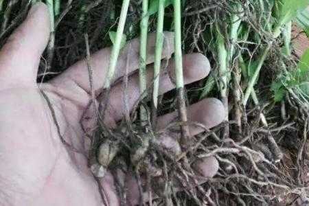 白芨亩产量多少斤