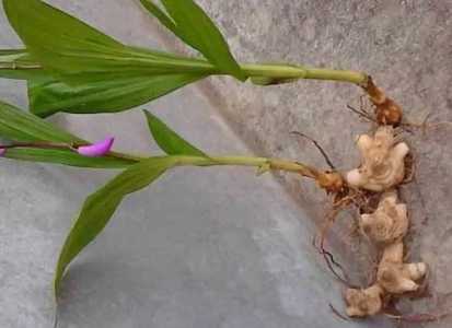 最贵的白芨是哪个品种？