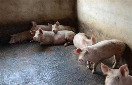 养猪知识技术方法培训有什么
