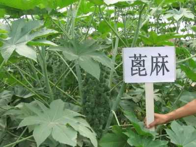 蓖麻的种植前景以销路