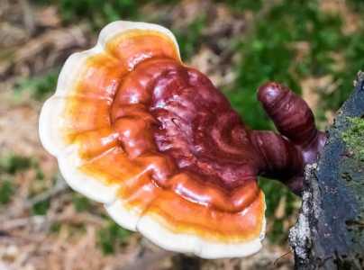 现在种植什么药材前景比较好？