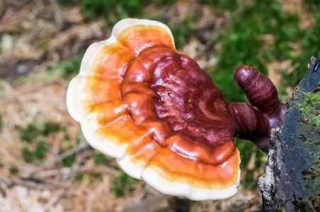 种植灵芝赚钱吗？