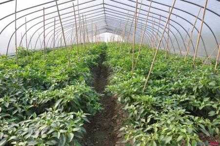 种植前景比较好的蔬菜是什么？