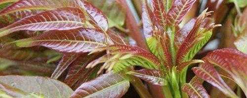 香醇种植效益如何？