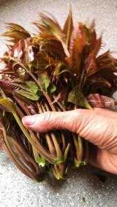 种植香椿芽利润大吗？