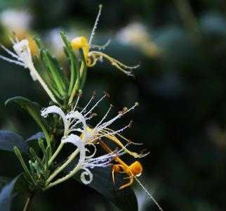 2023种金银花赚钱吗？