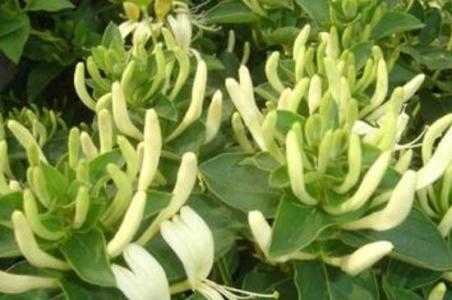 金银花种植一亩地收益如何？