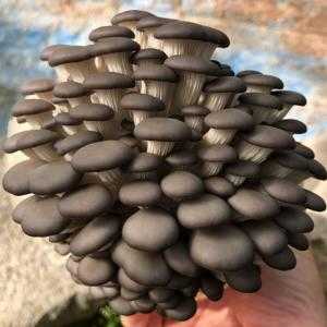 种蘑菇赚钱吗？