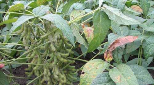 大豆种植技术是什么？