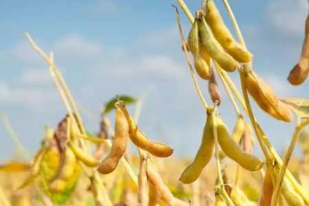 大豆种植需要多少成本？