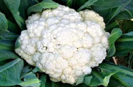 花椰菜种植时间及高产栽培技术如何？