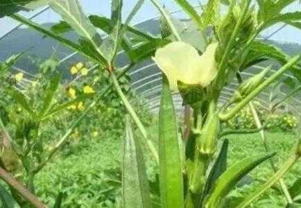 未来几年种植什么最有前景?