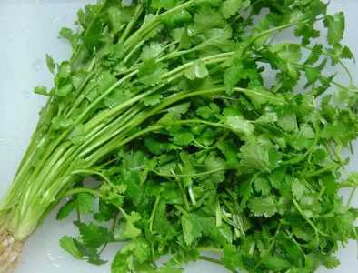 如何在家种香菜？