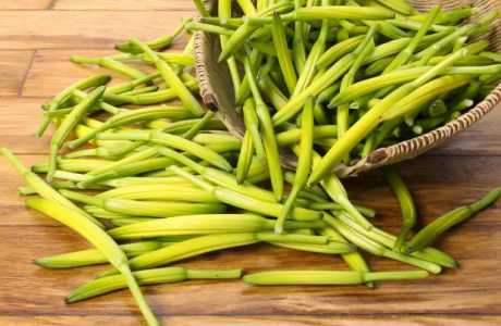 黄花菜种植成本与利润如何？