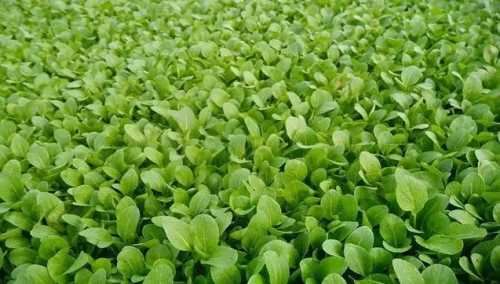 春季种植什么蔬菜?
