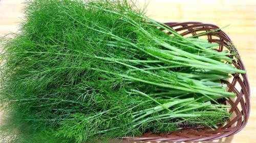 怎样种植茴香?