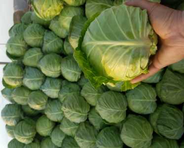 甘蓝包菜什么时候种植，种植方法有什么？
