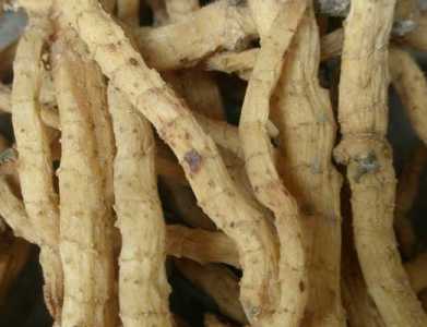 中药材玉竹的种植技术和效益如何？