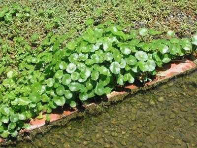 家庭种植什么植物比较好?