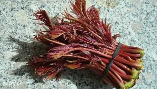 香椿的市场前景如何?