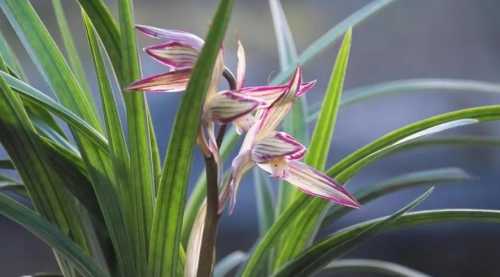 大棚种植兰花怎么赚钱？