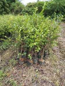 种植山茶树的前景如何？