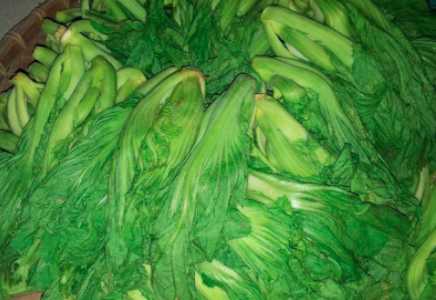 芥菜和梅菜是一种菜吗？