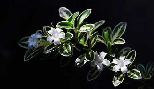六月雪不开花怎么回事？