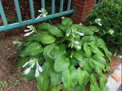 零下20度冻不死的菜有什么？