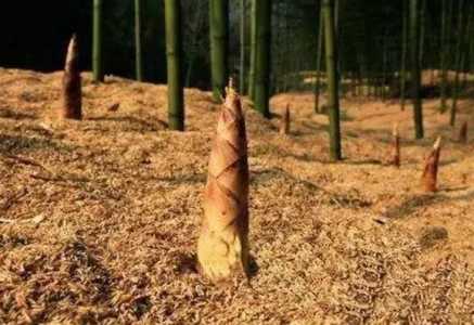竹笋种植前景如何？