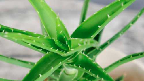 芦荟喝白糖水会长得快吗？