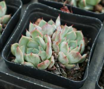 多肉植物什么季节扦插最好？