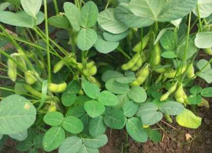 毛豆种植技术与时间是什么？