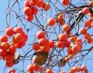 柿子种植和管理技术是什么？
