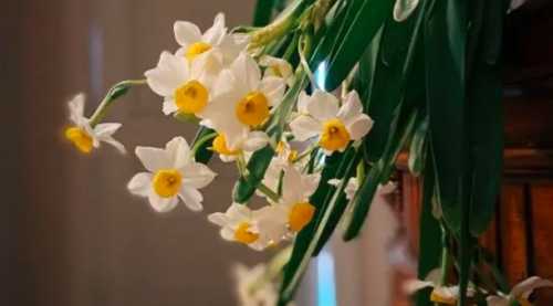 水仙一直长不开花，怎么解决？