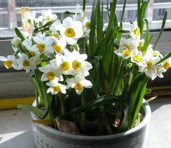 水仙花怎么养才开花？