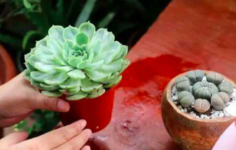 用棉绳给多肉植物浇水是什么原理？