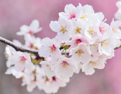 关于樱花的花语是什么？