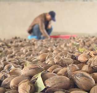 一亩碧根果利润如何？