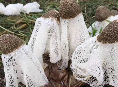 种植竹荪需要什么材料？