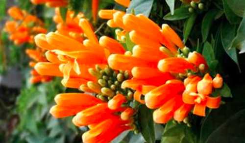 炮仗花北方可以过冬吗？