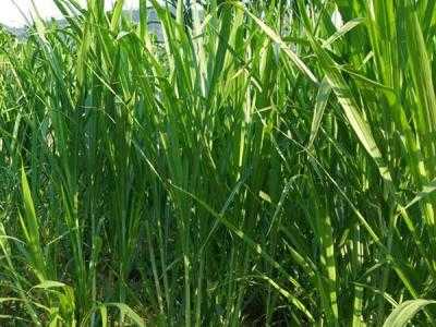 牧草种植每亩投入多少钱?