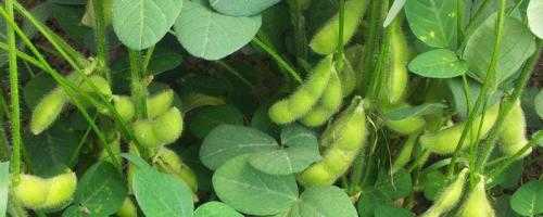毛豆一亩地需要多少投资？