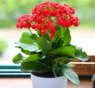 长寿花很茂盛却不开花怎么办？