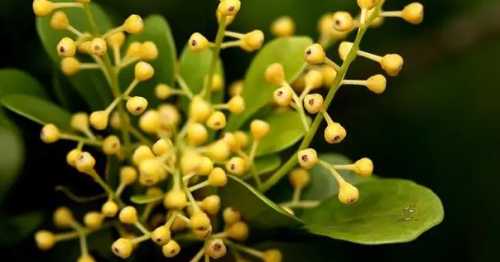 米兰花叶子枯掉了怎么办？